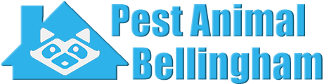 Bellingham Wildlife and Animal Removal